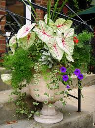 If you have been wanting to get a tree planted in your landscape, start shopping now. Networx Best Plants To Grow In Pots Lifestyle The Topeka Capital Journal Topeka Ks