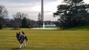 No ruff days on the campaign trail when i have some major motivation, mr. Champ Major And Other White House Pets Bbc News