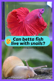 Can Betta Fish Live With Snails With Images Betta
