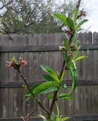 The most diverse variety of hydrangeas can be found in parts of korea, japan, and china. My First Gardening Experience Is My Peach Tree Dying The Flowers Started To Look Wilted Dead Thanks Gardening