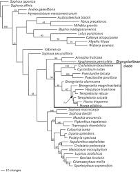 Image result for Ophrestia radicosa