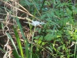 Maybe you would like to learn more about one of these? Flowers Picture Of Arthur R Marshall Loxahatchee National Wildlife Refuge Boynton Beach Tripadvisor