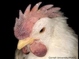 Tavuklarda Kus Gribi 2 Avian Influenza Youtube