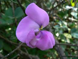 Image result for Vigna vexillata