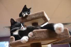 After your adoption interest survey is submitted, you may also get a call from one of our adoption counselors to discuss your thoughts about your new (cat) family member. State Lawmakers Weigh In On Cat Declawing Ban Local News Dailyfreeman Com