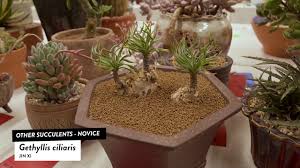 Image result for Gethyllis