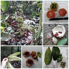 Image result for Chaetocarpus