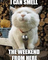 Aaaand It S Almost The Weekend Hang In There Gang Artals Whatdontwedo Weekend Meme Funny Engraving Printi Funny Cute Cats Funny Cat Memes Funny Cats