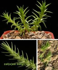 Image result for Crassula schimperi