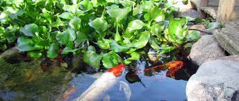 From all the pond and riverboats we researched so far, the following 1. Pond Plants Hydrosphere The Koi Pond Experts