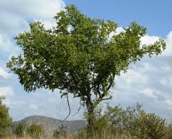 Image result for Ziziphus abyssinica