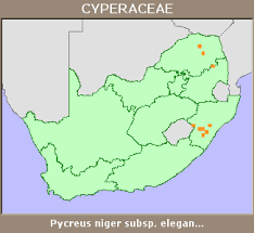 Image result for Pycreus niger