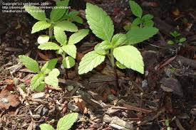 Maybe you would like to learn more about one of these? Plant Identification Closed Butterfly Bush Veronica Japanese Maple Coral Bells 1 By Sandstreet