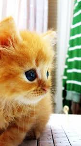 Kucuk Kedi Yavrusu Laptop Kullanirken Click The Picture To See More Pictures Kittens Cutest Cute Little Kittens Cute Animals