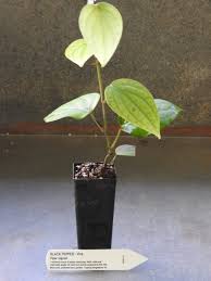 4.0 out of 5 stars 74. Pepper Plant Piper Nigrum All Rare Herbs Specialist Herb Nursery