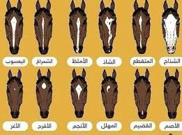 share image beautiful arabic words learning arabic learn arabic language