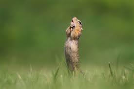 2020 Comedy Wildlife Photography Award Finalists Comedy Wildlife Photography Wildlife Photography Wildlife