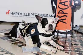 Fighting animal cruelty, promoting pet adoption, and helping you take good care of your pets! Aspca Humane Awards Luncheon