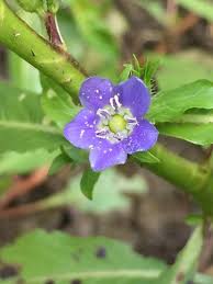 Image result for Hydrolea brevistyla