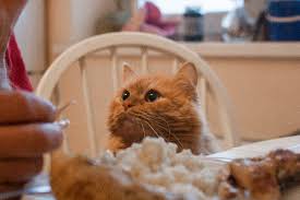 How often should your cat feed on fish? Can Cats Eat Raw Chicken Catster
