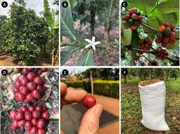 Image result for Pandanus chiliocarpus