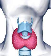 pin pa all about the thyroid