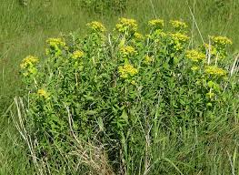 Image result for Euphorbia neopolycnemoides