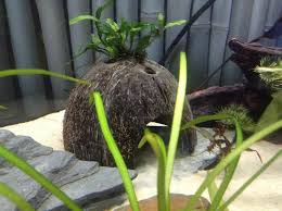 Fish food and tank supplies up to 80% off! How To Make Your Own Coconut Cave My Aquarium Club