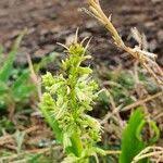 Image result for Chlorophytum gallabatense