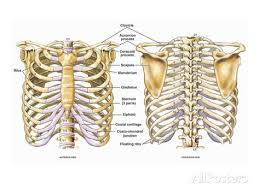 Illustration Of The Thoracic Chest And Back Skeletal Anatomy Featuring The Ribs Sternum Giclee Print Nucleus Medical Art Allposters Com Medical Art Anatomy Giclee Print