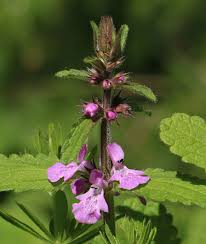 Image result for Lamiaceae