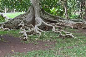 The Dangers Of Tree Roots For Plumbing Electric Drain