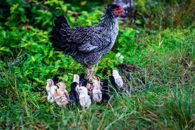 Unlike some others, i found this to be a great read. Americans Are Raising Chickens At Home During The Pandemic Here S Our Guide On How To Do That
