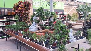 bonsai tafel kamerplanten bonsai tuincentrum