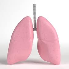 Anatomy Human Lungs 3d Model Human Lungs Human 3d Model