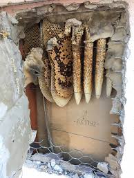 The kind of pest control santa monica ca can count on from us is provided in the context of a licensed and insured service that fully complies with every applicable law and regulation for our industry. Pest Control Bees Pest Control Wasps Hearts Pest Management