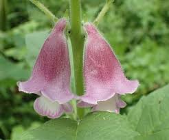 Image result for Sesamum radiatum