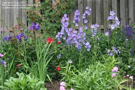 Full Size Picture Of Peach Leaf Bellflower Peach Leaved Bellflower I Campanula Persicifolia I Garden Planning Bellflower Plants