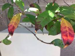 When sunlight wanes and leaves stop. Proper Pruning Thinning Irrigation Increases Fruit Size Las Vegas Review Journal