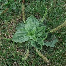 Image result for Plantago palmata