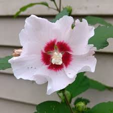 3 White Althea, Dianna 12-18 Inches Tall in a 2 1/2 Inch Pot, Rose of  Sharon, Fast Growing, Flowering Shrub, Easy to Grow, Live Plant