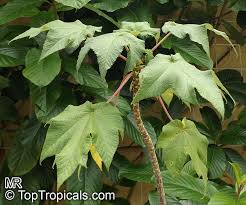 Image result for Obetia