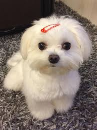 Cute Puppies Small Dog Follow Us In Pinterest And Facebook For More Cute Images In 2020 Maltese Puppy Cute Dogs Maltese Dogs