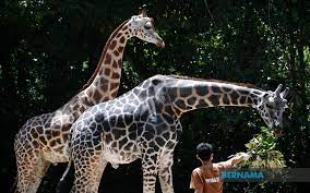Mahkamah syariah negeri melaka kompleks mahkamah syariah melaka, jalan ayer keroh lama, hang tuah jaya, 75450 melaka. Bernama Mco Melaka Zoo Creates Fund For Food Supply