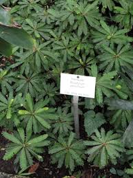 Image result for Biophytum