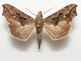 Image result for Cissampelos torulosa