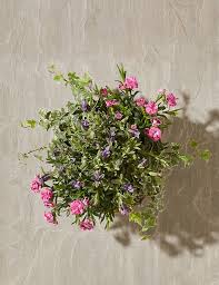 Verbenas are both annual for seasonal climates and perennial in warmer areas. Bee Friendly Hanging Basket M S