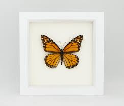 Follow our art for kids pinterest board! Framed Monarch Butterfly Danaus Plexippus Bug Under Glass