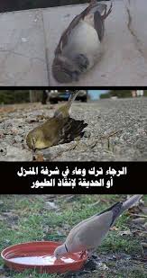 سقـيا المـــــاء للطيور والدواب وكل كبد رطبة