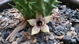 Image result for Orbea paradoxa